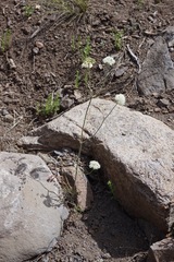 Perideridia bolanderi bolanderi