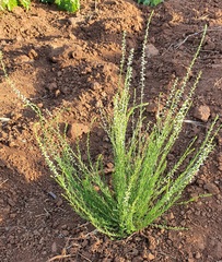Anarrhinum forskaohlii