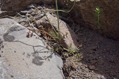 Perideridia bolanderi bolanderi