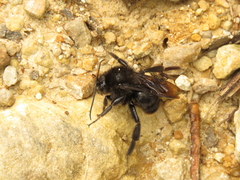 Bombus pauloensis