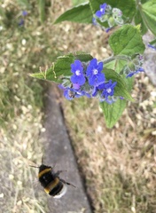 Bombus