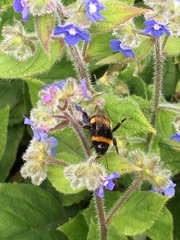 Bombus