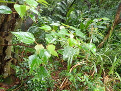 Mallotus paniculatus