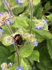 Bombus