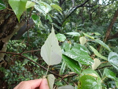 Mallotus paniculatus