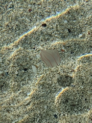 Bolinopsis infundibulum