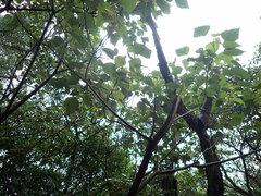 Mallotus paniculatus