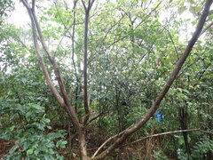 Mallotus paniculatus