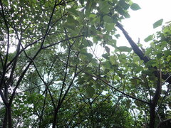 Mallotus paniculatus