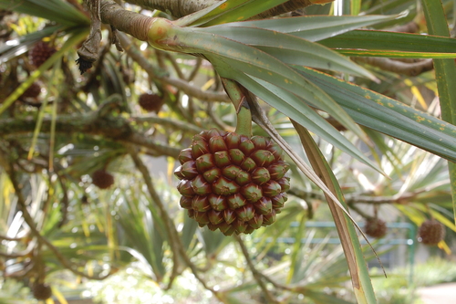 Pandanus utilis