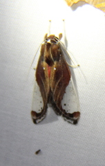 Bertholdia albipuncta