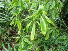 Euphorbia neriifolia