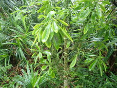 Euphorbia neriifolia