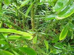 Euphorbia neriifolia