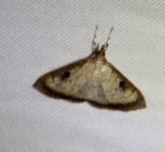 Triuncidia