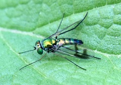 Condylostylus quadricolor