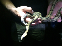 Bogertophis subocularis