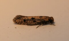 Niditinea orleansella