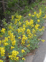 Thermopsis divaricarpa