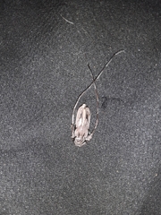 Acanthocinus nodosus