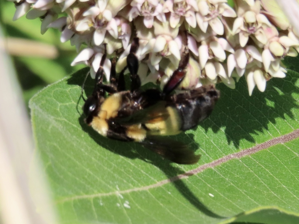 Southern Plains Bumble Bee from Peru, IA, US on June 28, 2022 at 04:06 ...