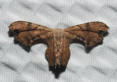 Calledapteryx dryopterata