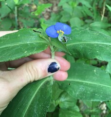 Commelina erecta erecta
