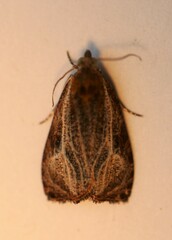 Olethreutes quadrifidum