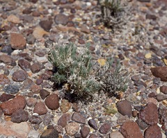 Krascheninnikovia lanata