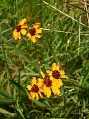 Coreopsis tinctoria