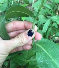Commelina erecta erecta