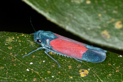 Cardioscarta flavifrons