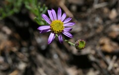 Erigeron breweri