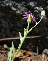 Erigeron breweri
