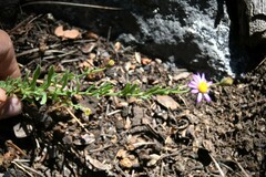 Erigeron breweri