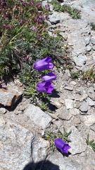 Campanula alpestris