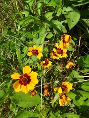 Coreopsis tinctoria