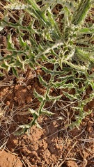 Onopordum macrocephalum