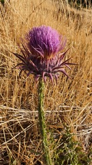 Onopordum macrocephalum