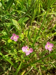 Oenothera rosea