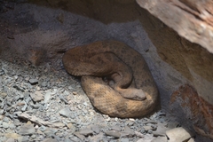 Crotalus morulus