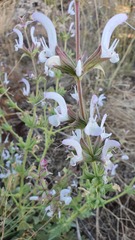 Salvia palaestina