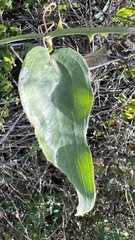 Smilax campestris