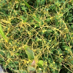Cuscuta