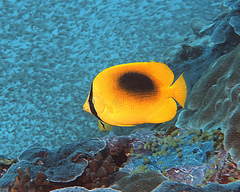 Chaetodon speculum