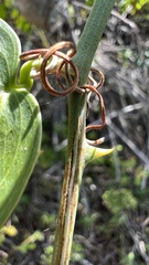 Smilax campestris