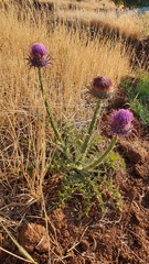 Onopordum macrocephalum