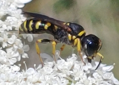 Ectemnius decemmaculatus