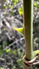 Smilax campestris