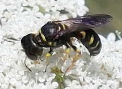 Ectemnius decemmaculatus